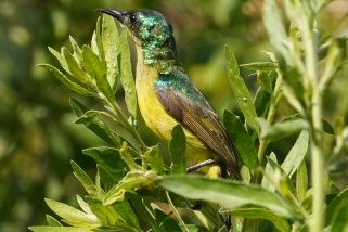 Hedydipna collaris - Waldnektarvogel (Stahlnektarvogel)